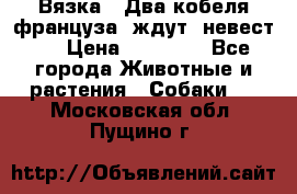  Вязка ! Два кобеля француза ,ждут  невест.. › Цена ­ 11 000 - Все города Животные и растения » Собаки   . Московская обл.,Пущино г.